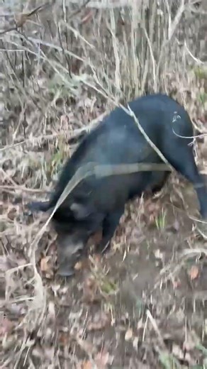 Caught a hog #hogdogs #hogs #hunting #hoghunting #dogs #boarhunt #boarhunting #huntingdog #hunters