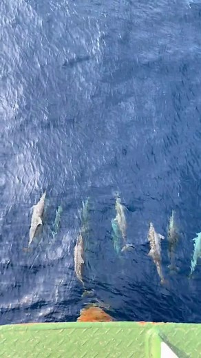 Dolphin sumabay sa barko: bakit sumusunod ang dolphin sa barko