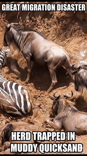 Great Migration Disaster: Herd of Wildebeest and Zebras Trapped in Muddy River bank