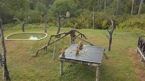 Family of Proboscis monkeys eating while sitting on a wooden platform in Borneo national park