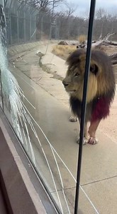 The lion saw the kid in the red jacket and chose violence. Open this window right now! 🦁🍽️ #KingOfTheJungle #ZooVisit #Hungry #Oops #ViralReels | Dr. Nazmul Anam