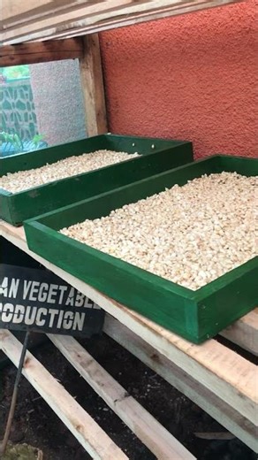 Hydroponic vegetable production in small space #urbanfarming