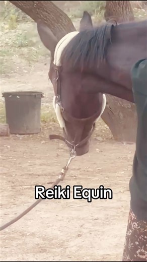 “Un moment bouleversant… Ma fille a fondu en larmes après la séance, comme si elle libérait aussi ce que Sainte avait vécu. On a été profondément touchées. Grâce à toi, on comprend mieux, on va pouvoir avancer autrement avec elle. C’est la première fois que je ressens quelque chose d’aussi fort. Merci infiniment pour ce que tu nous as transmis, pour ta justesse, pour cet endroit magique. On repart avec le cœur rempli.” Stella 🍃 Le Reiki Équin, ce n’est pas une mode. C’est la base de mon travail