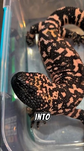 The Gila Monster: Small, Slow… but Extremely Dangerous #animals #animalfacts #venomous #wildlife
