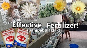 HOW TO USE VETSIN MSG AJINOMOTO AS FERTILIZER FOR PLANTS! For more videos, SUBSCRIBE to my YouTube channel: https://www.youtube.com/channel/UCMlsosftAGDah4lmAiM9hBw/videos | Kenken de Lara
