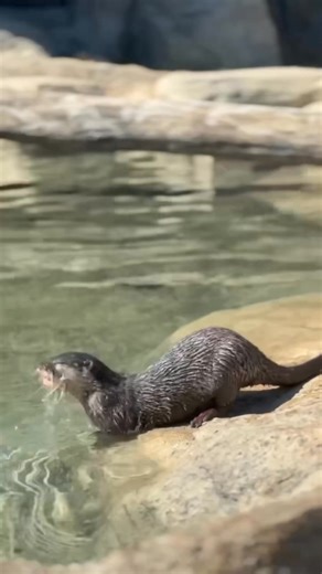 293K views · 8.5K reactions | The final phase of Elephant Trek is now open! Visitors can now see Asian small-clawed otters Flounder & Munti, Siamang gibbons Sebastian & Berbak, rhinoceros hornbills Blake & Remi, and new views of the elephants! Make sure to stop by on your next visit. | Cincinnati Zoo & Botanical Garden | Facebook