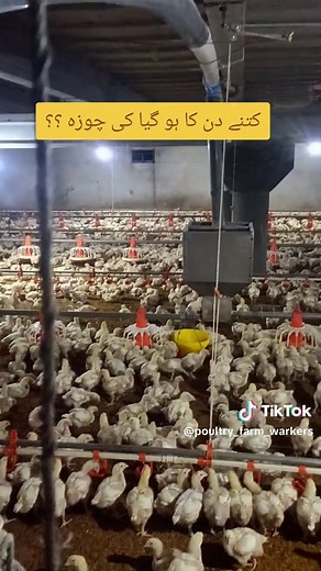 Understanding Poultry Farming: Key Insights for Beginners