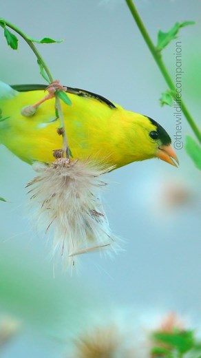American goldfinch dining on thistle seeds!! #goldfinch #americangoldfinch #goldfinchofinstagram #birdsofinstagram | thewildlifecompanion