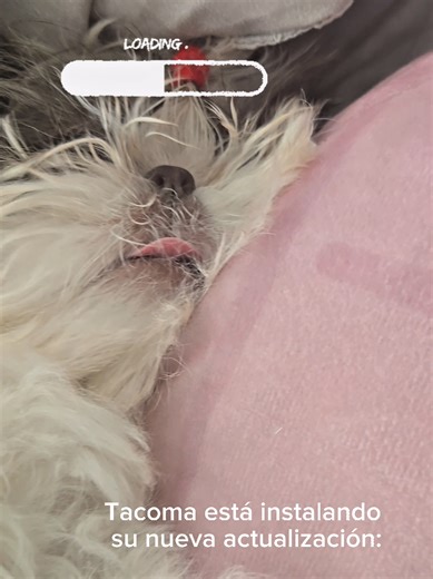 Tacoma esta siendo actualizada... #system #update #software #puppy #capcut