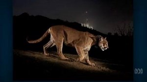 12K views · 33 reactions | Steve Winter speaks to News Breakfast about his life's work photographing big cats in Africa, Asia and even Hollywood. | News Breakfast | Facebook