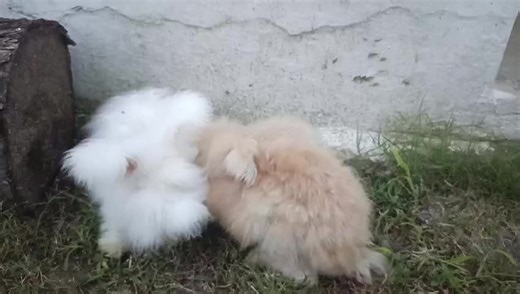 birds care challange vilag SF on TikTok