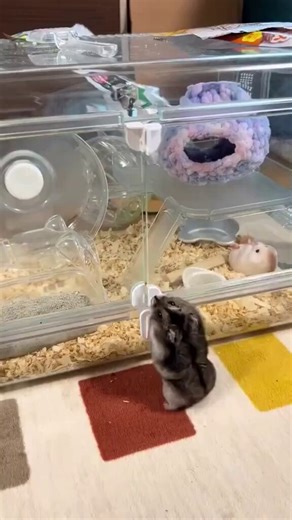 hamster (@Hamsterie) on X