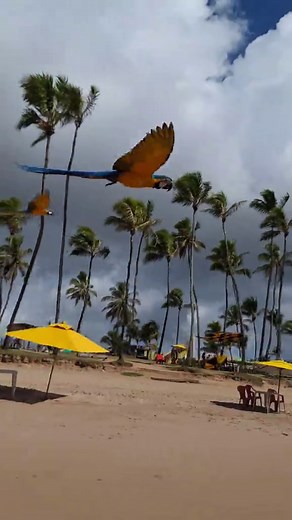 Araras e Praias: Explorando a Bahia