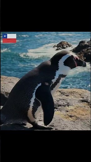 El pingüino de Humboldt, una maravilla de la naturaleza | CL