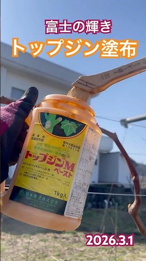 ぶどうトップジンペースト3倍希釈塗布