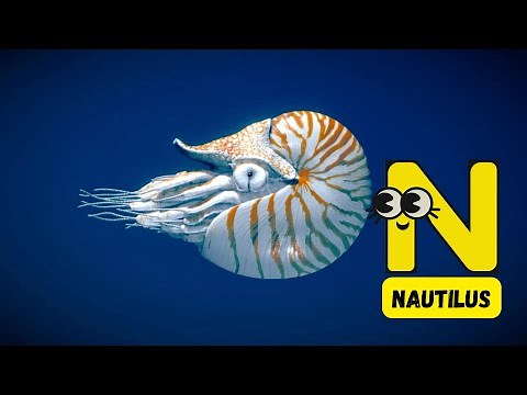 The 'N' Song 🎶 | Fun ABC Learning Video | Learn 'N' Words for Kids | #abcd #kids