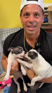 These Boston Terrier puppies are officially ready for adoption at Tri County Animal Rescue. After being rescued and cared for, they are now safe, healthy, and waiting for families to call their own. They are playful, curious, and full of that classic Boston Terrier personality. Each pup is ready for a home where they can feel secure, loved, and spoiled in all the right ways. If you have been thinking about adoption, this is your sign. And if you cannot adopt right now, sharing this post helps th