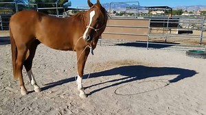 This 9-year-old Arabian horse learned how to twirl any rope like a lasso. Their owner watched him put a rope in his mouth and swing it while running around. | Jukin Copyright Management