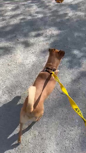 Animal Protectors of Allegheny Valley on Reels