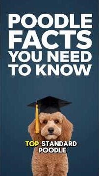 POODLE DOG VIDEOS ✅ The TRUTH About Owning Standard Poodles! Pros & Cons & Best Puppy Training Tips!