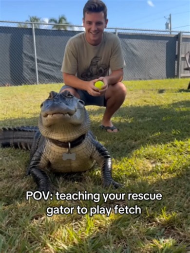 He's a rescue🐊 #GatorTok #FloridaLife #PetsOfTikTok #FunnyPets #AlligatorTok #ComfortColors #GraphicTees #SmallBusiness #EtsyShop #FunnyTshirts #SeriouslyUnserious #FloridaMan #RescuePet