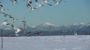 Snow Geese Landing, Garry Point, Richmond 4K UHD. A flock of Snow Geese land on the snow. 4K. UHD.