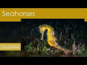 Aquarium DVD - Seahorses With Relaxing Music And Nature Sounds