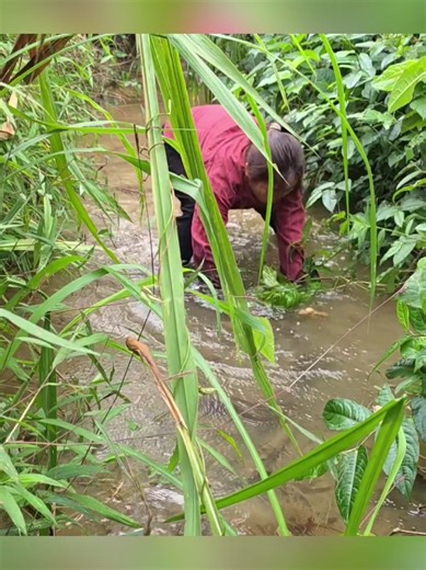 Catching Stranded Fish: A Harvesting Journey