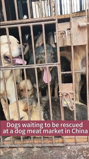 Dogs waiting to be rescued at a dog meat market in China