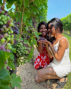 238K views · 1.4K reactions | Take a Niagara Minute...  Locations Featured: Niagara-on-the-Lake, WildPlay's Zipline to the Falls, Konzelmann Estates Winery, White Water Walk  @12ay12yer @amytime623 @mm.chronicles @nordic_hammer @punsister @tashhfujones | Visit Niagara | Facebook