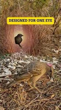 This Bird Builds an Illusion — Only One Eye Will See It #bowerbird #shorts