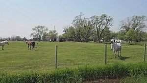 2.8K views · 36 reactions | The first pasture you will see if you visit is the day turnout for our seniors and where Airforce, Honey and Charlie live. Being able to provide a safe place for these seniors and blind horses makes us happy. | Gentle Spirit Horses Rescue | Facebook