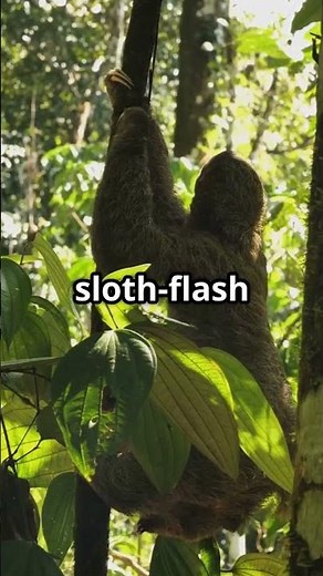 Sloth vs. Jaguar: The Epic Jungle Standoff You Won't Believe! #sloth #jaguar #jungleadventure