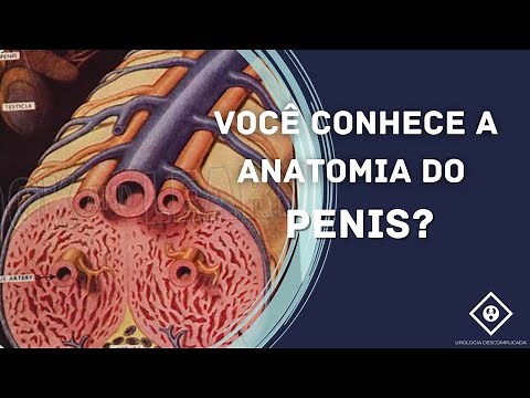 VOCÊ CONHECE A ANATOMIA DO PÊNIS?