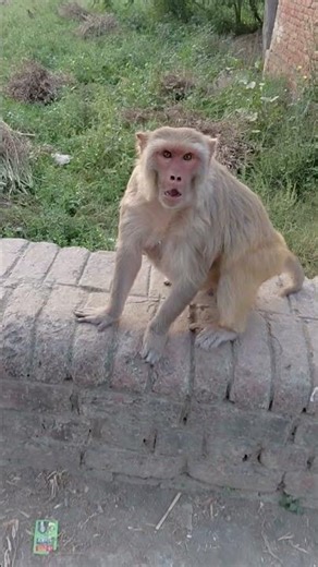 Bandariya ke paas jaate hi Bandariya gussa ho gayee #funny #reaction #video