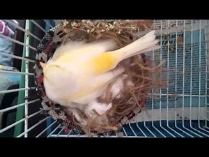 canari accouplement HP