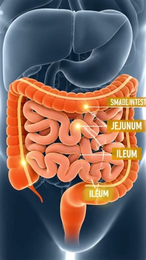 The small intestine consist of the Duodenum, the Jejunum and Ileum.