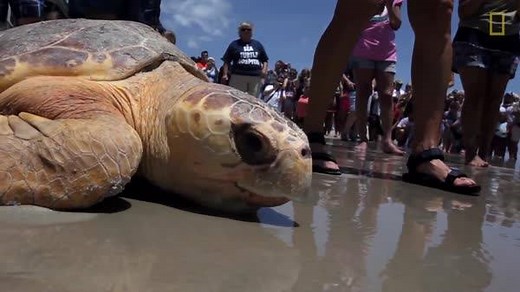 1.4M views · 8.6K reactions | A sea turtle rescue center in North...