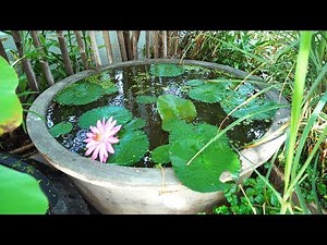 How to Build a Container Water Garden