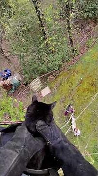 Entire Neighborhood Rallies To Rescue Missing Cat | The Dodo