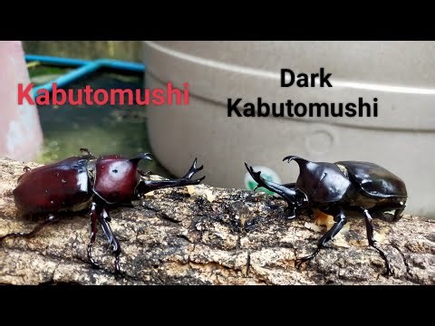 EP.12 Kabutomushi vs Dark Kabutomushi Rhino beetle fighting
