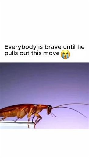 My Termite Company on Instagram: "When Cockroaches Decide to Fly... Nobody’s Safe! 😱🪳 We all know cockroaches can crawl — but did you know some species can actually fly? Yep, when the temperature’s just right, these little daredevils take off. ✈️ Fun Fact: Cockroaches can live for weeks without their heads. They only die because they can’t drink water. 💀 DIY Tip: Keep drains clean, seal cracks around windows and doors, and never leave pet food out overnight. Cockroaches l