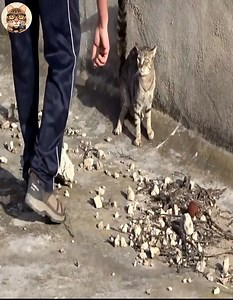 Este gato lleva atrapado varios días aquí y pasa esto.. 😿 | Sr Gato Historias