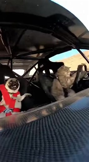 F chat #fy #fypシ゚viral #drift #gato #cachorro