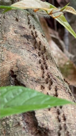 Epic Ant Army Marching 🐜 🐜 🐜 #shorts