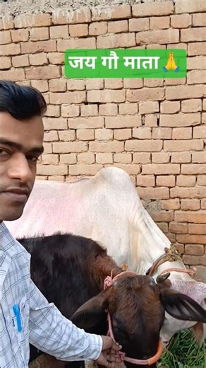 Milking Magic: Watch This Cow's Morning Routine! 🐄✨