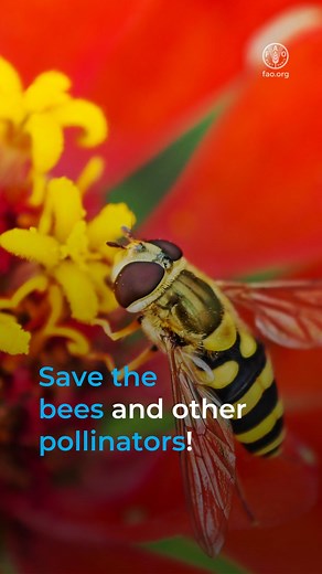 Most crops depend, at least in part, on pollination. Our world is made of an invisible web, & loss of species weakens this web as well as whole ecosystems. Take #pollinators for example. Without them, most of our food wouldn't exist. #SaveTheBees | Food and Agriculture Organization of the United Nations (FAO)