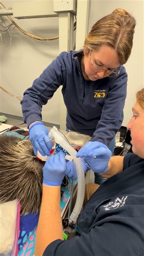 Jb Minter, MS, DVM, Dipl ACZM on Instagram: "Intubating a North American Porcupine (aka thorny hog, aka quillpig) is not for the faint of heart. Recently, Dr. Laura, our 3rd-year aquatic resident, took on the challenge of intubating Griddle, the Zoo’s NA porcupine before moving on to the rest of the annual exam and she nailed it. Porcupines may look tough on the outside, but anesthesia still requires careful airway management. Intubation (placing a breathing tube into the trachea) allows us to d
