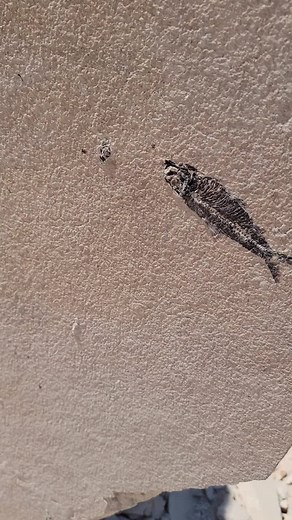 instonefossils on TikTok