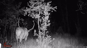 16K views · 294 reactions | The ghost of the forest. | Rocky Mountain Elk Foundation | Facebook